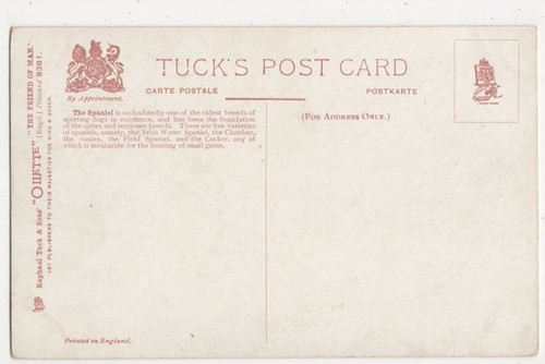 Spaniels, N. Drummond, Tuck 9381 The Friend of Man Postcard, B268 - Picture 2 of 2