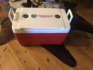 Incubator thermostat for sale