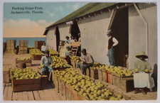 Packing Grapefruit Jacksonville Florida Divided Back Postcard Vintage 1914