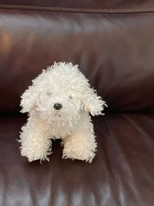 webkinz bichon frise
