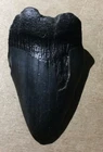 3 1/4" X 2 1/8" BLACK MEGALODON SHARK TOOTH FOSSIL ~INV#05
