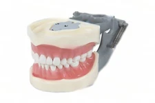 DENTAL TYPODONT  OM 200 TEACHING MODEL W/ 2 EXTRA SETS OF TEETH (96 TOTAL TEETH)