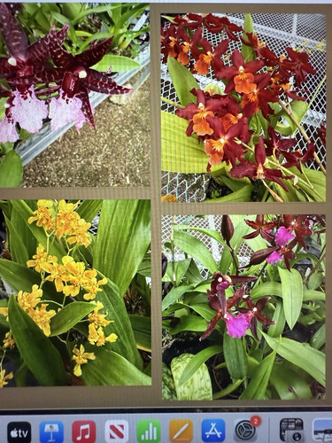 ORCHID PLANT One Surprise Orchid Division Bare Root No Pot Or Tag - Picture 16 of 19