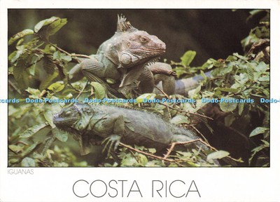 D248182 Costa Rica Leguane Iberia S A
