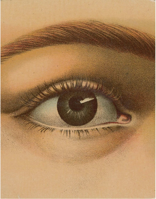 #ad John Derian Picture Book Hardcover by John Derian $40.99