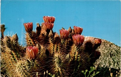 HEDGEHOG CACTUS, Jurs, MAR22, ERD, Lobeles Postcard