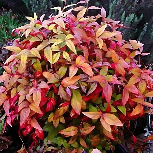 2 live NANDINA bushes “heavenly bamboo” plants