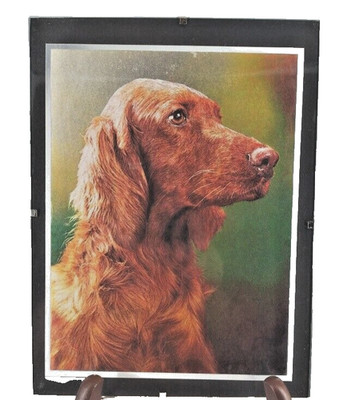 Vintage Irish Setter Dog Hologram 9.5'' T X 7'' W Rare Picture
