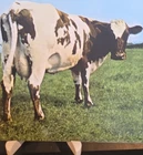 Pink Floyd Atom Heart Mother LP Rock Progressive Stereo 33 RPM Black Vinyl