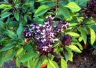 BASIL 'Thai' 150+ seeds culinary herb garden THAI BASIL purple flowers EASY grow