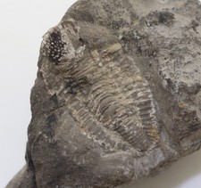 Trilobit, Piltonia (Piltonia) kuehnei, Karbon, Antoing, Tournai, Belgien -m420