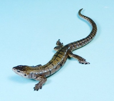 Kaiyodo Animatales Animal in Japan Choco Q common viviparous lizard mini Figure