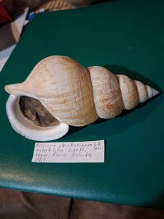 Buccinum striatissimum 130 mm HUGE w/o remarkable for size private collection