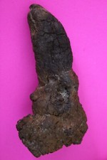 Giant Lizard Poop 5 Million Years Old Genuine Real Fossil Dinosaur Girl COA S43