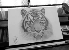 Tiger Hand Drawn Art Print by Jay Pritchard, the Celebrities Artist.
