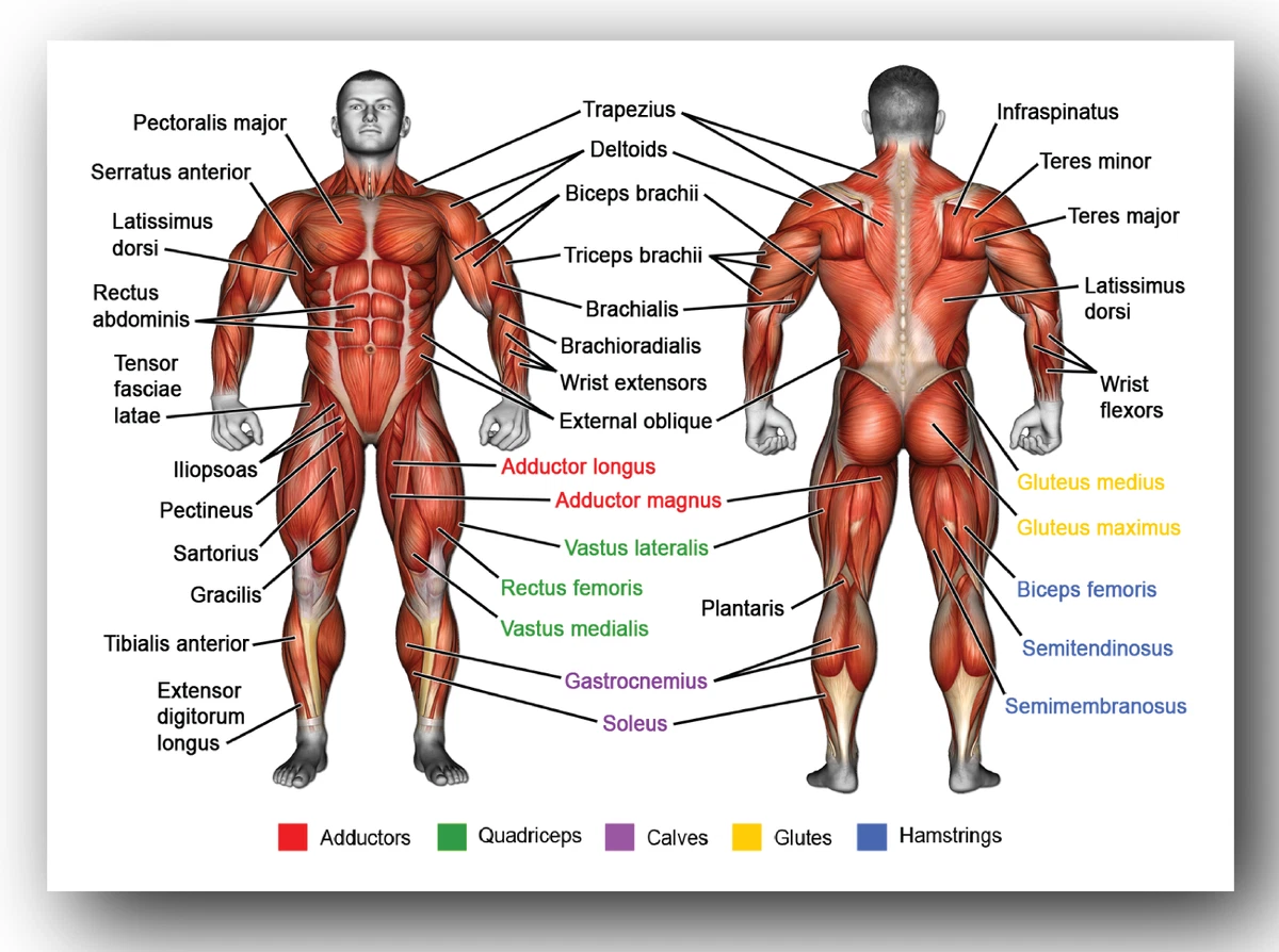 HUMAN ANATOMY MUSCLES OF THE BODY Poster Print Weight Training A3 A4  Laminated | eBay