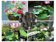 90x Seeds Lotus Flower Seed Hand Picked Aquatic Plants Water Garden Lotus Hot