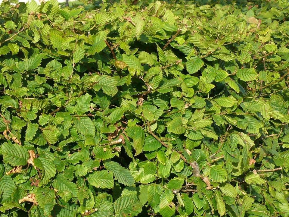 100 Native Hornbeam Hedging Plants 40-60cm Trees Hedge,2ft,Good For Wet Ground - Image 2 of 4