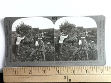 Gathering Mulberry Leaves for Silk Worms Stereoview Keystone View Co. 1900s