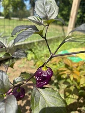 20x Nightmare Naga Super Hot | Non-GMO Organic Hot Pepper Seeds | FREE SHIP