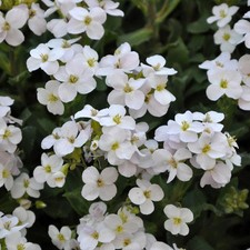 Aubrieta plug plants garden white flowers evergreen perennial trailing pack of 3