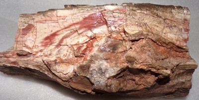 Araucarioxylon Petrified Wood 7 Lb 5.4 oz Chinle Formation N E AZ