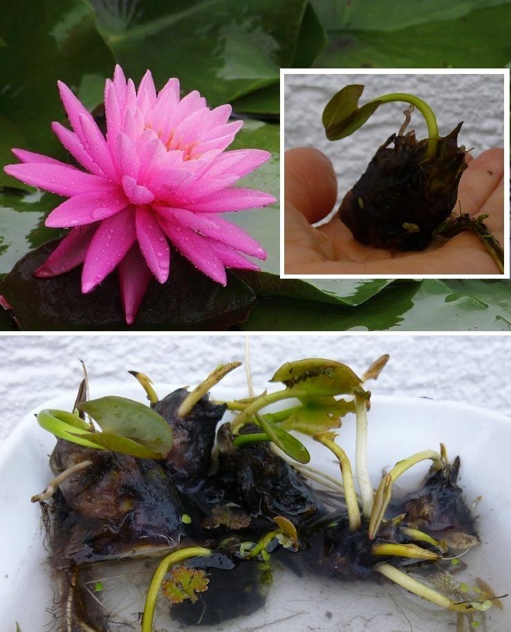 winterharte Zwergseerose Nymphea Rosennymphe Bonsai Wasserpflanze fr den  Teich. | eBay.de