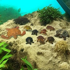 Vintage Turtle Tortoise Play Figurines Set Of 9 Realistic Design Rubber Sea/Land
