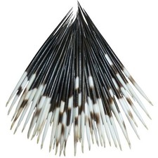Glacier Wear African Porcupine Quills 7" QTY 10 - qls1004