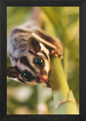 Zuckergleiter Gerahmtes Wandbild Poster Leinwanddruck Bild