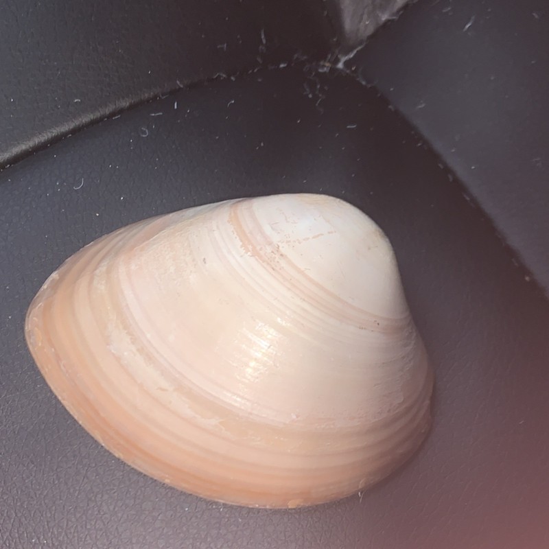 Cream Peach Light Brown White Clam Shell 3–3.5 Inch Collectible