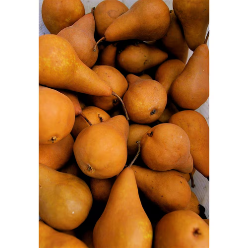 Dwarf Bosc Pear Tree - Sweet and Hardy Cinnamon Brown Pears (Bare-Root, 3 Ft. to - Picture 6 of 12