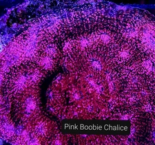Pink Boobie Chalice 3/4-1.5 inch Frag Coral