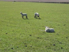 Spring lambs In the fields near Manor House Farm. c2006