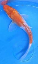 4-5” A Great Addition To Any Pond! KOHAKU  Live Koi Fish #250