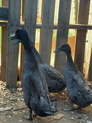 6 Blue Runner Duck Hatching Eggs