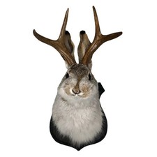 Animal Wall Sculpture – Jackalope Antler Rabbit Head Mounted Decoration