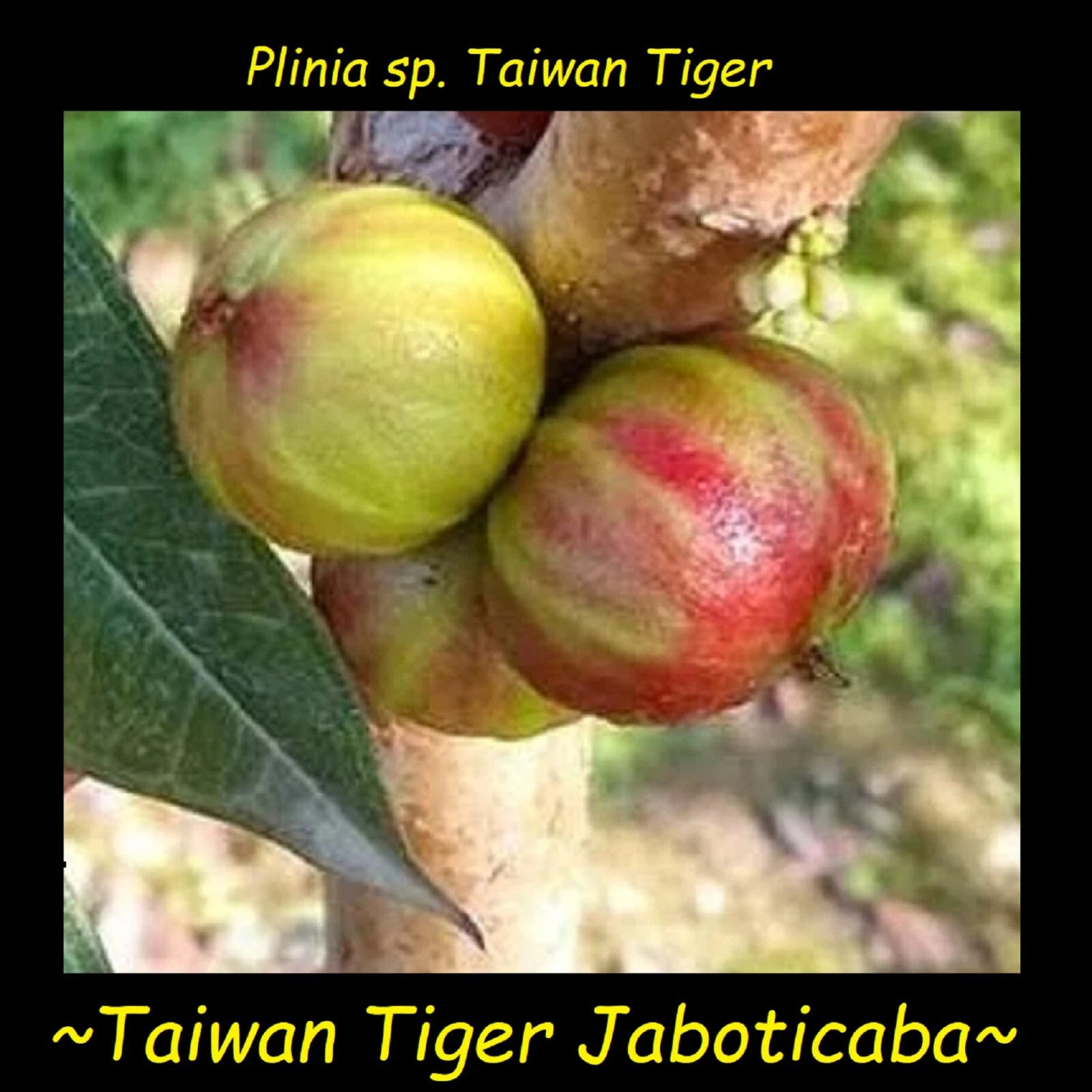 ~Taiwan Tiger Jaboticaba~ Rare Plinia Taiwan Tiger Grape Fruit Tree sml Plant
Opens in a new window