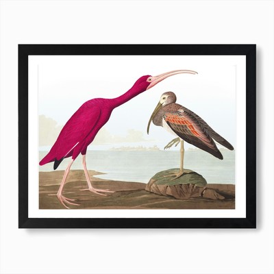 Scarlet Ibis Final Kunstdruck gerahmtes Wandbild Poster Leinwanddruck Bild