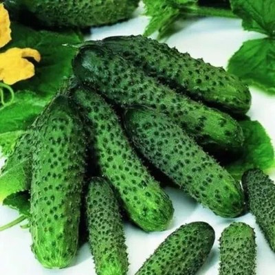 Gurkensamen Pasalimo F1 frühe parthenokarpische Gurke weltweiter Versand