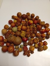 Wild English Oak Apple Galls Bundle for Craft