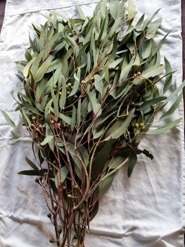 Organic Eucalyptus globulus fresh Leaves - Picture 3 of 7