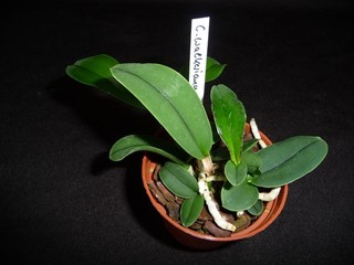 Cattleya walkeriana var. semialba `Tokio Nr. 1` x self neu