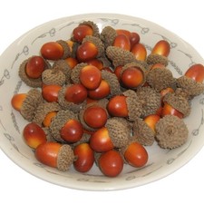50pcs Lifelike Fake Acorn Ornament for Home Decoration and Teaching Tools