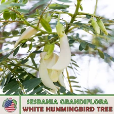 20 White Hummingbird Tree Seeds, Sesbania grandiflora, Edible, Genuine USA