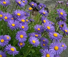 ASTER ALPINE BLUE Aster Alpinus - 300 Bulk Seeds