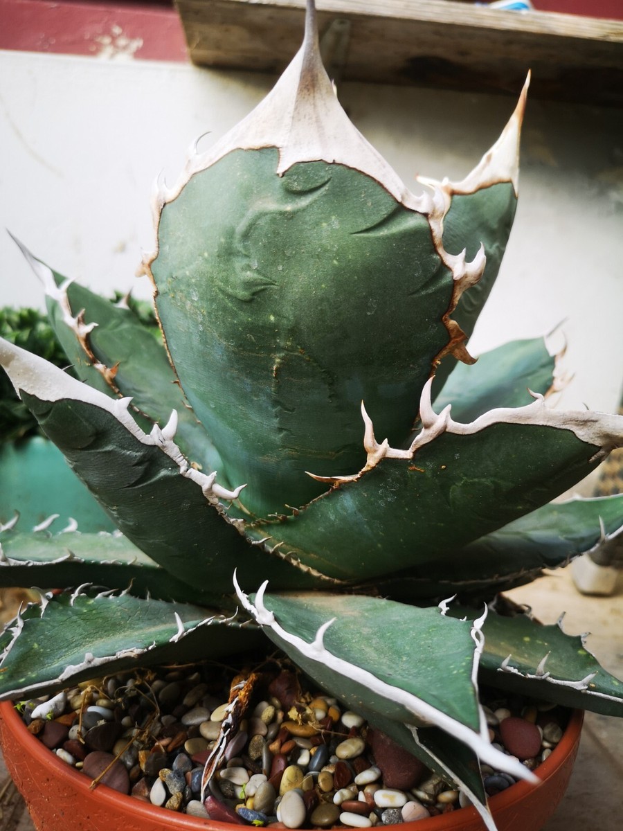 S801-11 Agave titanota Oteroi Oaxaca アガベ チタノタ オテロイ オアハカ