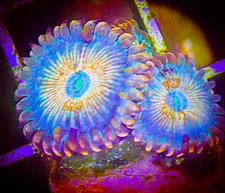 SAF~White Zombie Zoanthid Coral Frag, Colony, “WYSIWYG” Paly, Zoa