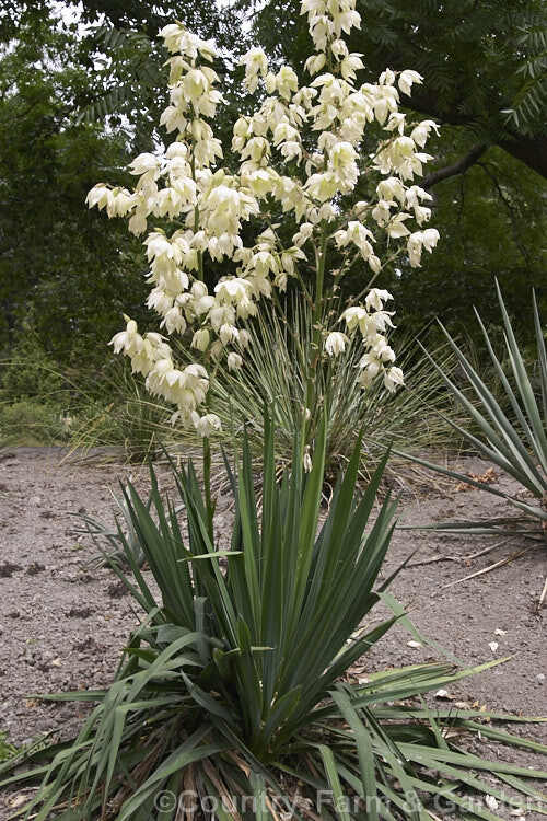 Arkansas yucca (Yucca arkansana)—100 seeds ($3.00) | eBay