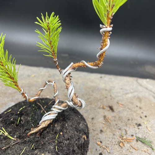 Shohin Japanese red pine bonsai  - Picture 9 of 11